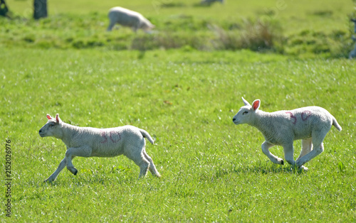 Lambs running in a field on Pendle Hill near Sabden in Lancashire
