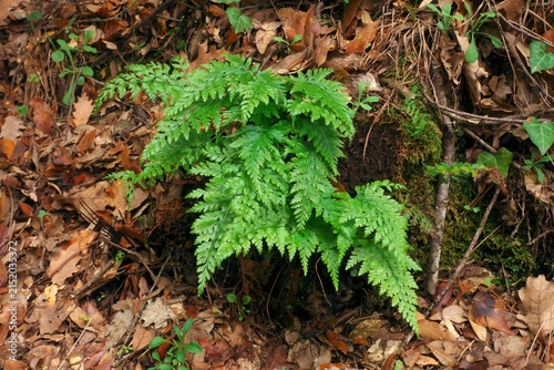 autumn color of Sicily nature small plant of fern in Etna Park, Sicily, Italy 