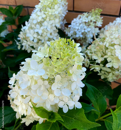 Fotografía The image shows a panicle hydrangea (Hydrangea paniculata), whose inflorescence is in the transition stage from the greenish tint of its buds to the opening of its snow-white petals