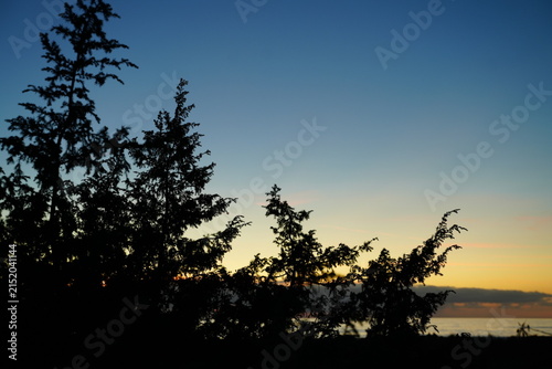 Silhouettes of tall trees stand majestically against a vibrant sunset sky by the ocean. The scene captures the tranquil beauty of nature as day transitions to night.