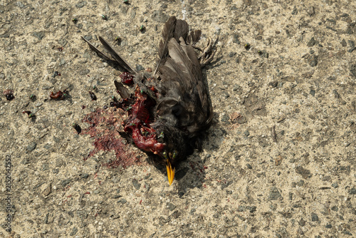 Obraz na płótnie vogel tod boden sterben tier