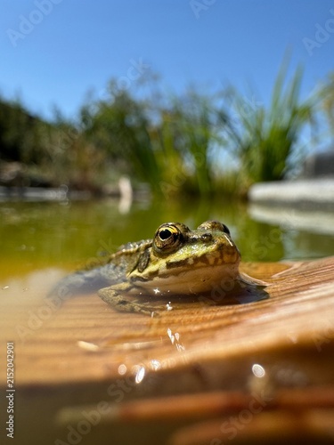 frog in water