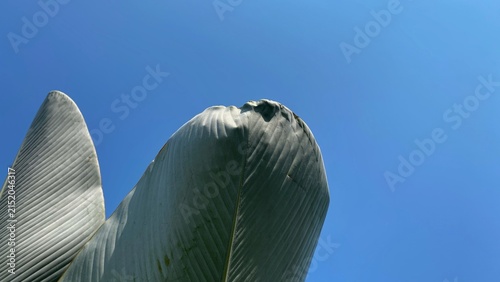 Fotografie Large feathered leaf against clear blue sky