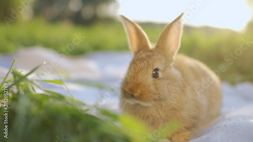 Canvastavla A rabbit sits peacefully on the grass in the park, enjoying the warm sun