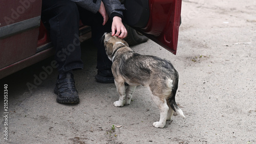 Obraz na plátně mongrel Dog stands beside open car while human gently strokes head