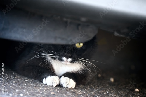 фотографія Funny tuxedo cat hiding under a parked car and looking at camera