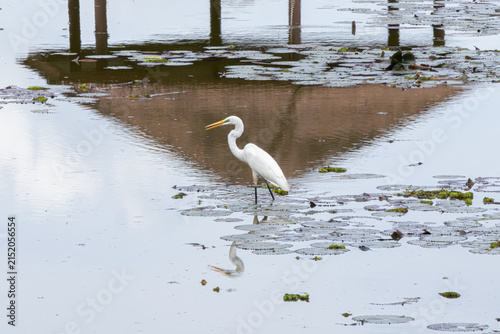 Принти на полотні White egret standing in shallow wetland water  surrounded by aquatic plants and reflections