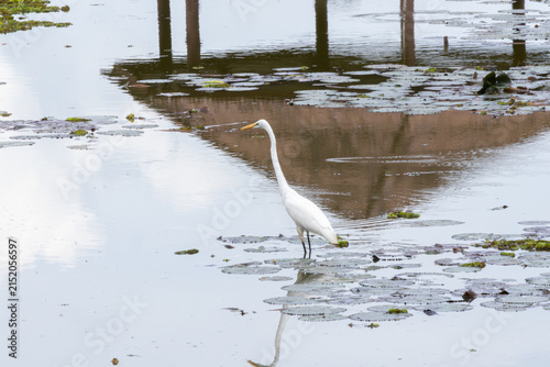 Bild auf Leinwand White egret standing in shallow wetland water  surrounded by aquatic plants and reflections