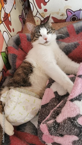 Canvastavla Playful Cat Relaxing On A Soft Blanket, Showcasing Its Unique Personality