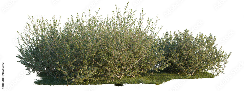 Fototapeta premium Elaeagnus umbellata tree shrub, plant bush, cutout, isolate transparent background, Dense Green Shrubbery on Isolated Background - Nature Stock Photo for Landscape Design