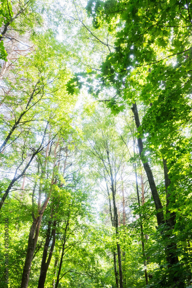Fototapeta premium Vertical view looking up through the green leaves of tall trees towards the sky, capturing a sense of depth and freedom. Great for forest bathing, nature therapy, and calming forest wallpapers.