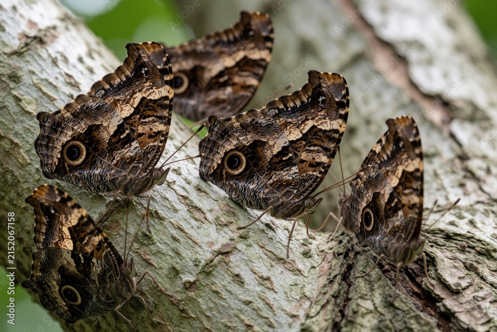 Obraz premium Camouflaged butterflies rest on tree bark blending seamlessly with texture and color. Their wings mimic dead leaves and wood providing excellent natural protection from predators.