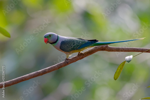 Photography Malabar Blue Winged Parakeet