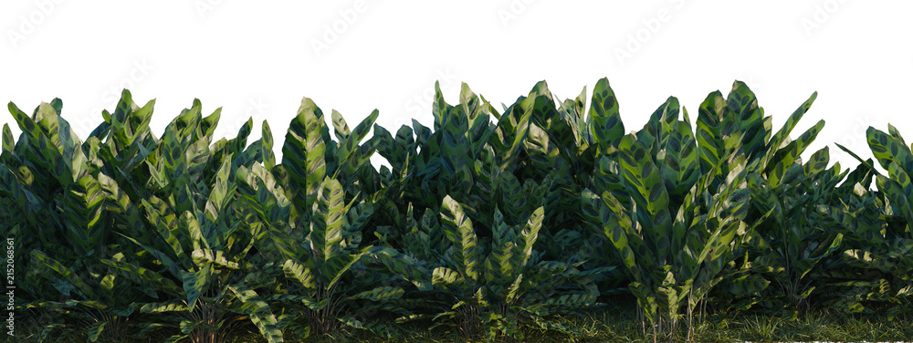 Fototapeta premium Calathea insignis tree shrub, plant bush, cutout, isolate transparent background, Dense Green Foliage Border - Lush Tropical Plants Along a Garden Edge for Natural Backgrounds