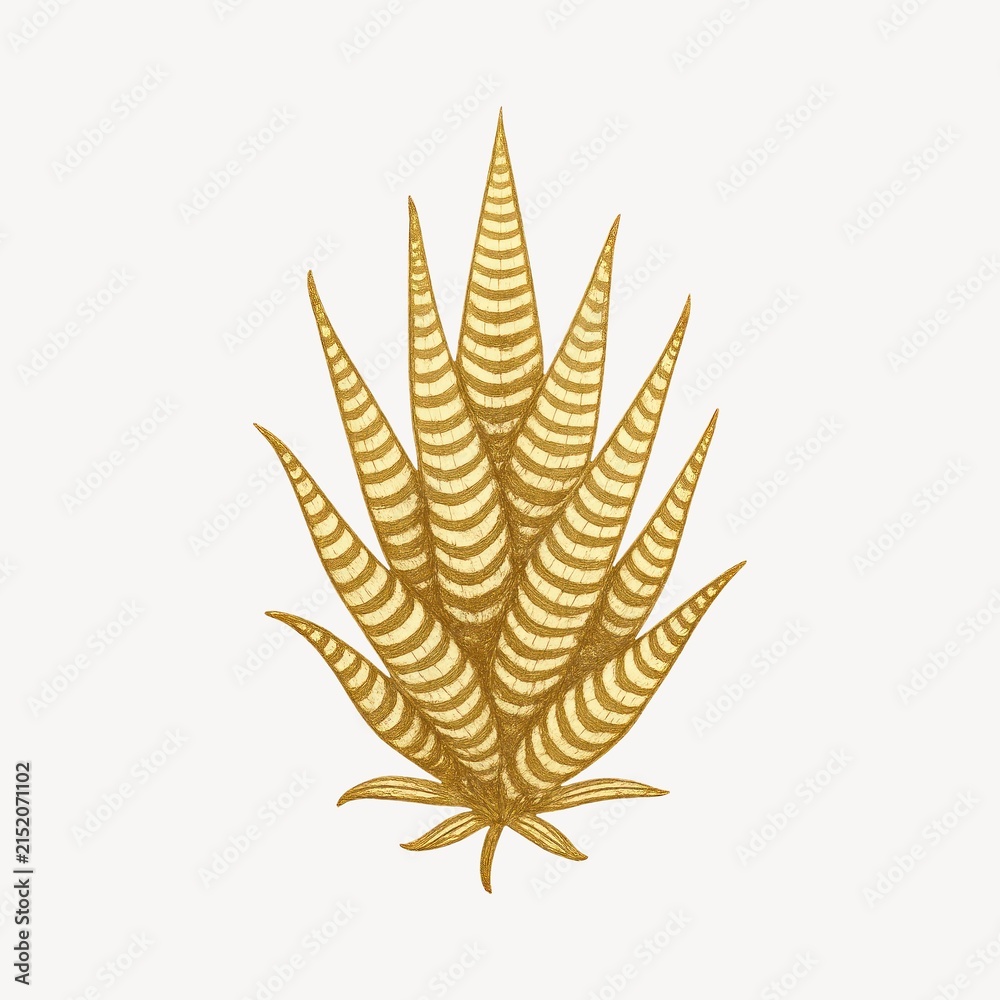 Fototapeta premium Golden striped aloe illustration