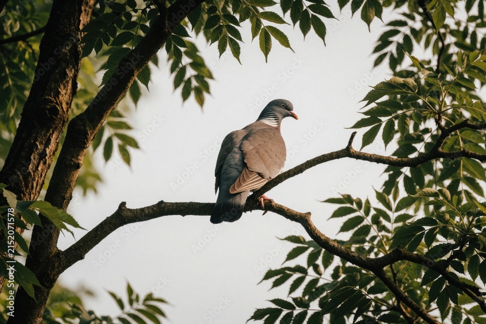 Obraz premium Wood pigeon sits on a tree branch surrounded by green leaves. Bird in natural habitat, light background. Wildlife scene in daytime, peaceful moment.