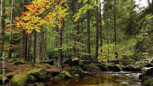 4k seamless loop footage of a calm forest river stream flowing through autumn woods with mossy rocks and natural noise of water under 1 minute.