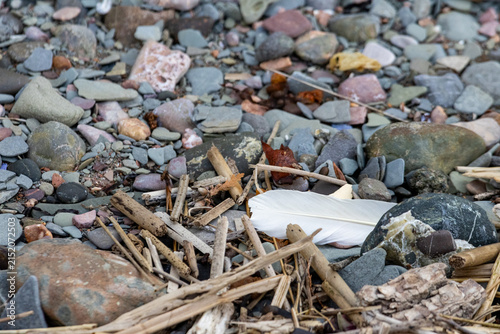 Fotografie Quebec, Canada, 28 June 2026 : A white feather lies among colorful pebbles, small stones, and driftwood on a natural shoreline