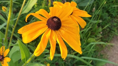 Black-Eyed Susan (Rudbeckia hirta) flower head with bright yellow-orange petals surrounding a prominent dark brown central cone. 