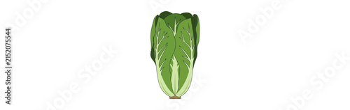 Fresh Chinese Cabbage Vector Illustration
