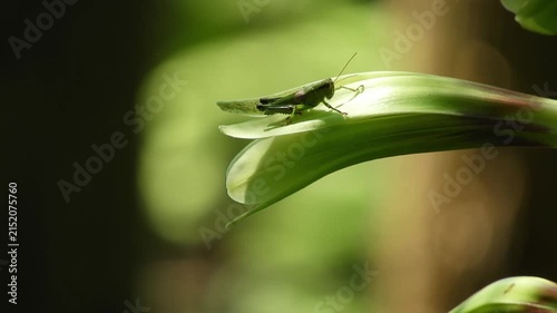 【4K】深山の林縁に咲くオオウバユリとバッタ：淡緑色の花に佇む昆虫の姿。青森の豊かな生態系と生命の共生を捉えた自然映像素材　[4K] Cardiocrinum cordatum var. glehnii (Giant Lily) with Grasshopper: Wild Green Flower and Insect Symbiosis in Aomori 撮影日：20260727-1