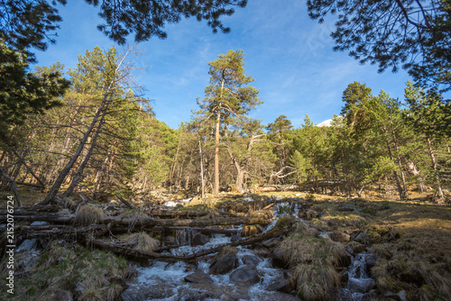 waterfall among the pines on the slope, Caucasus Mountains spring landscape. Karachay-Cherkessia republic, Russia