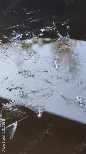Delicate seeds hang overhead while water droplets create subtle reflections on a damp surface. 