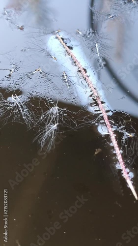 Fresh water droplets glisten on a wet surface beneath softly reflected green foliage. Rainy weather, natural texture, plant life.