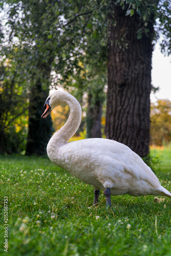 Low angle view of white mute swan standing on green lawn near tree trunk in park