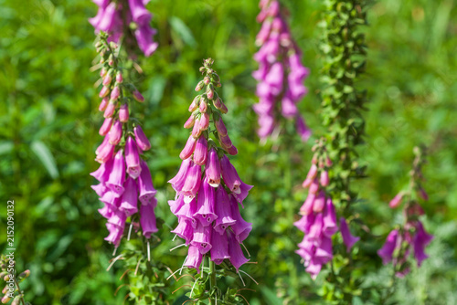 Vorgarten mit Fingerhut Blumen und Pflanzen, Deutschland