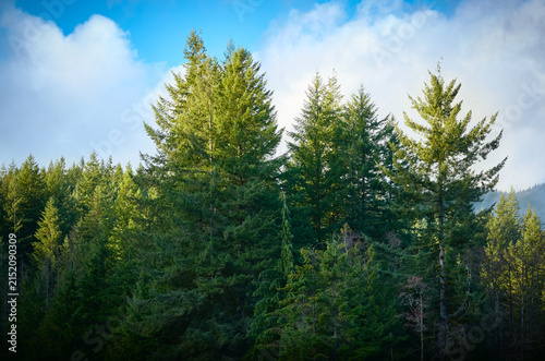 Foto Tall green evergreen pine and fir trees grow under a blue sky with soft white clouds, Vancouver, Canada