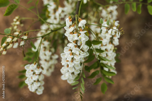 Fotografía Hanging white blooming black locust acacia flowers with fresh green leaves on tree