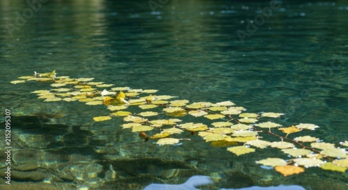 A tranquil scene of autumn leaves floating in clear turquoise water, diagonal