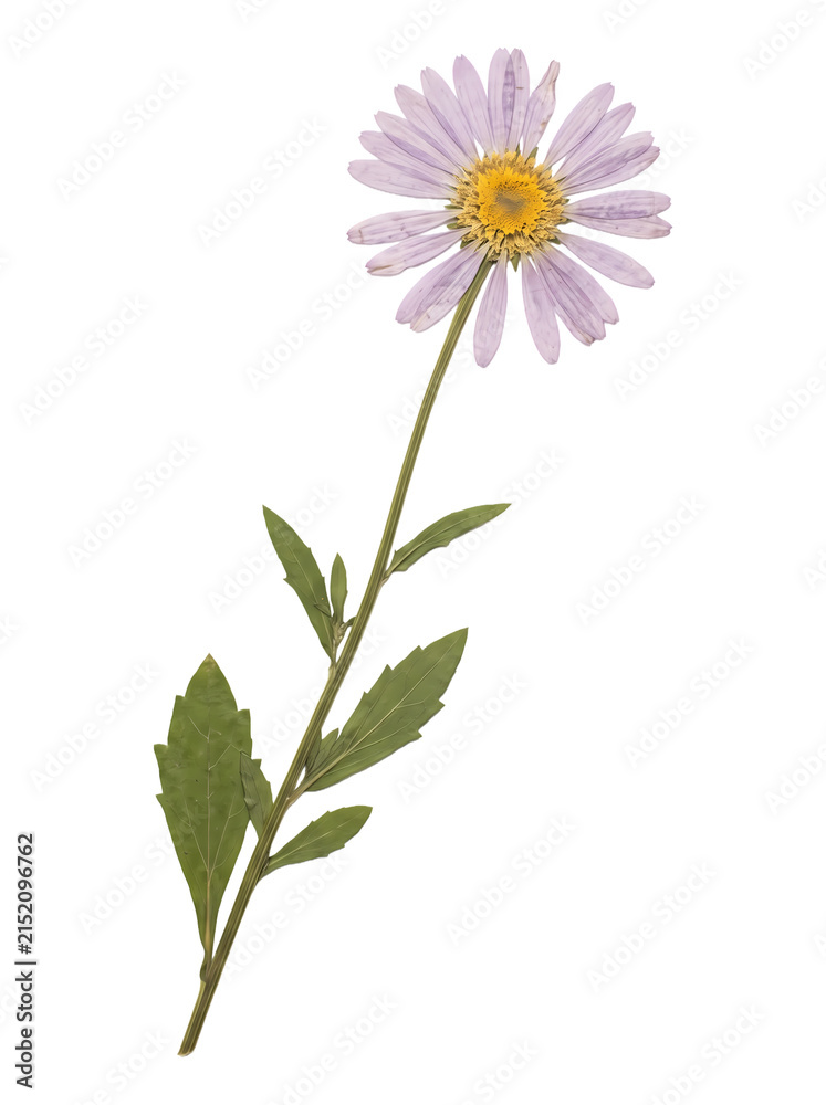 Fototapeta premium Dried pressed purple wildflower blossom with stem and leaves on white background herbarium specimen