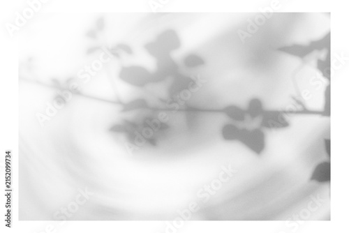 Frame with tree and leaf shadows, featuring grain and noise texture on a transparent background for your mockup