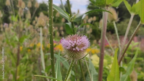 Distinctive prickly seed head of Dipsacus fullonum growing as a wild plant. 