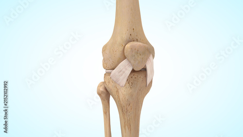 Obraz na płótnie The anterior cruciate ligament of 3d illustration