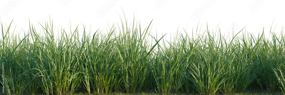 Obraz premium Acorus calamus tree line, Forest Edge, Backdrop cutout, isolate transparent background, Detailed Green Grass Border with Natural Texture - Perfect for Website Design & Backgrounds