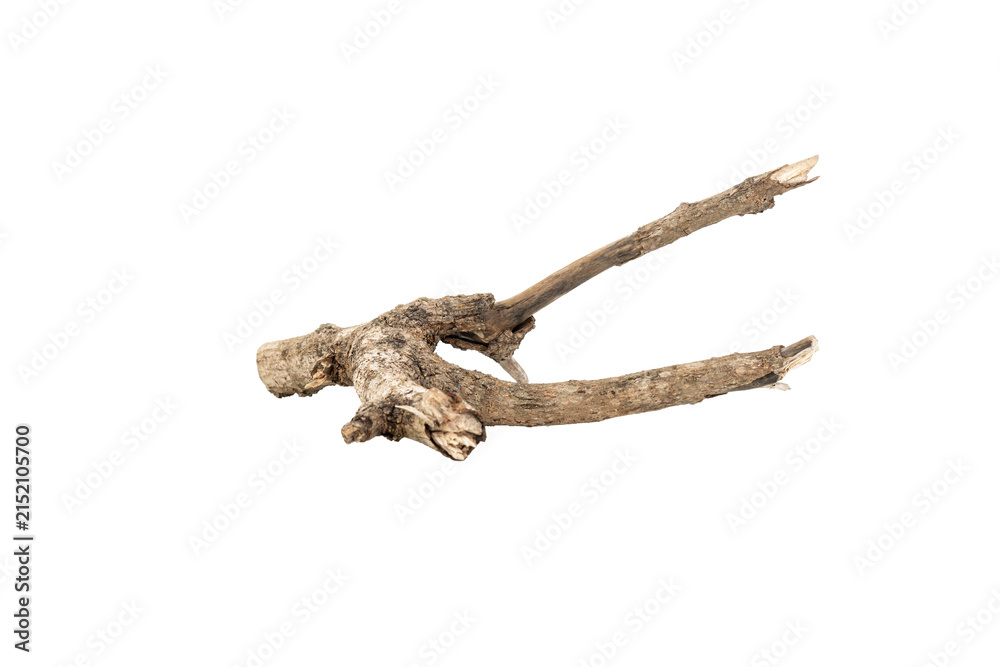 Fototapeta premium Dry tree branch isolated on white background with clipping path.