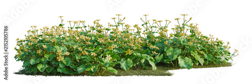 Fotografía Caltha palustris tree line, Forest Edge, Backdrop cutout, isolate transparent ba
