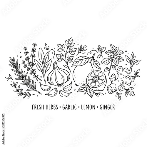 Herbs Garlic lemon ginger vector illustration print