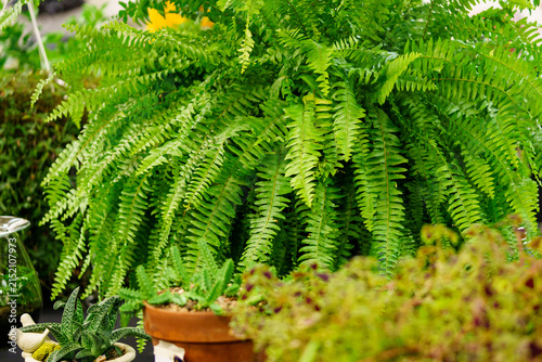 Green plants display at a local gardening event in a community center