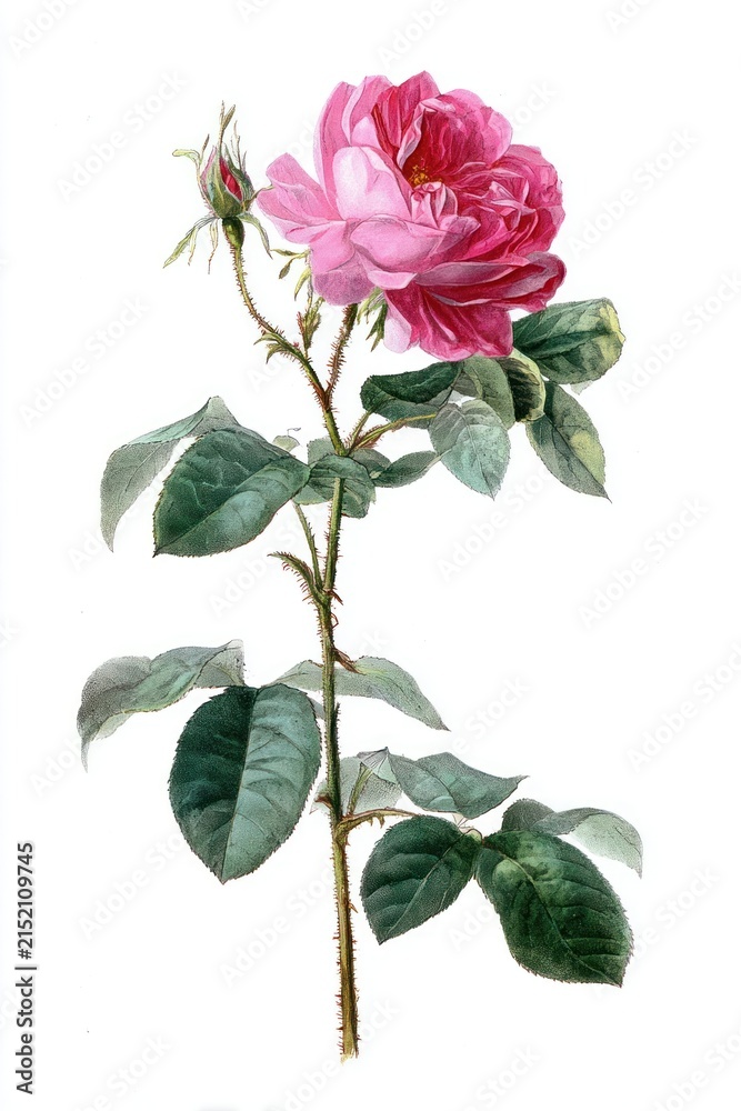 Fototapeta premium Vintage botanical rose illustration.