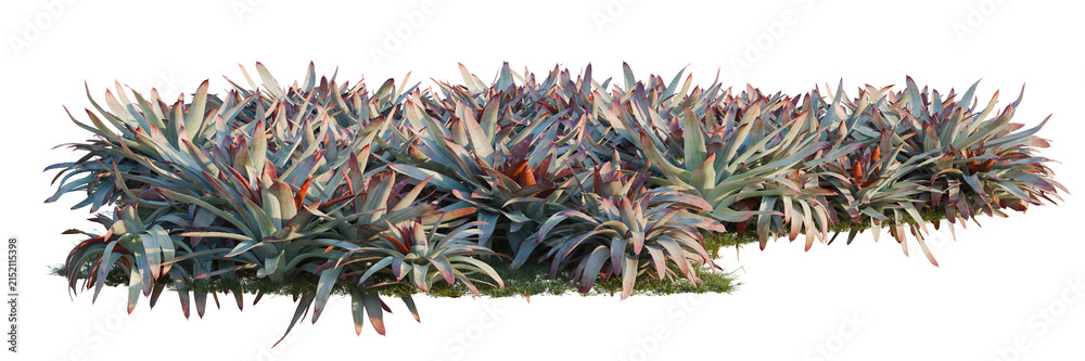 Fototapeta premium Alcantarea imperialisi tree line, Forest Edge, Backdrop cutout, isolate transparent background, Agave Colorata Plant Grouping - Textured Foliage for Landscaping and Design Elements