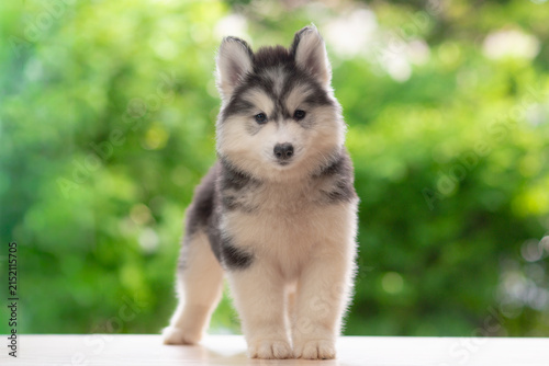 Cute fluffy Siberian Husky puppy standing on wooden floor looking at camera with green nature bokeh background.