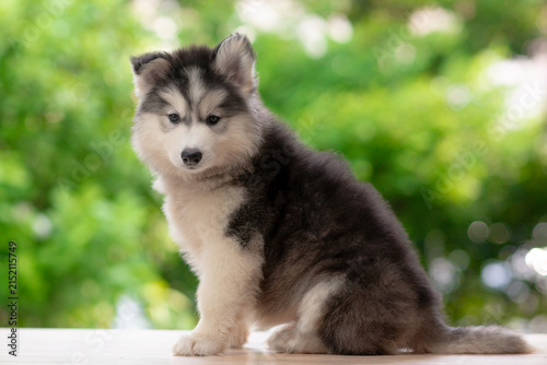 Three quarter view of cute fluffy Siberian Husky puppy sitting on wooden table looking at camera with green bokeh background.