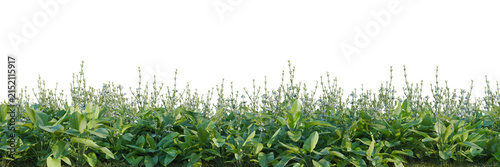 Fotografía Echinodorus grandiflorus tree line, Forest Edge, Backdrop cutout, isolate transparent background, Liatris spicata border with green foliage, blooming purple flowers, natural meadow background