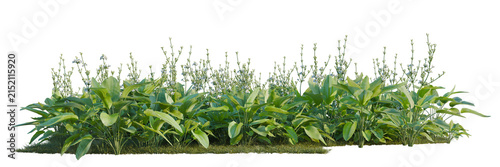 Bild auf Leinwand Echinodorus grandiflorus tree line, Forest Edge, Backdrop cutout, isolate transp