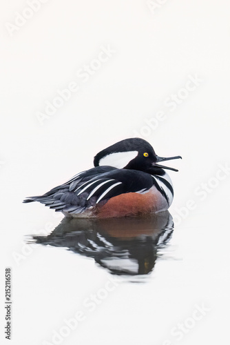 00766-01411 Hooded Merganser (Lophodytes cucullatus) male in wetland Marion Co. IL