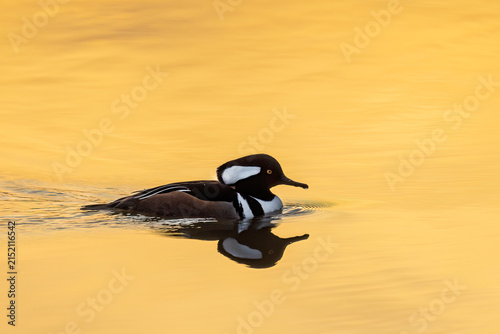 Bild auf Leinwand 00766-01711 Hooded Merganser (Lophodytes cucullatus) male in wetland at sunrise Marion Co